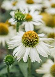 Echinacea Echinacea White Meditation