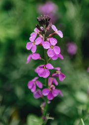 Erysium Erysimum Bowles's Mauve