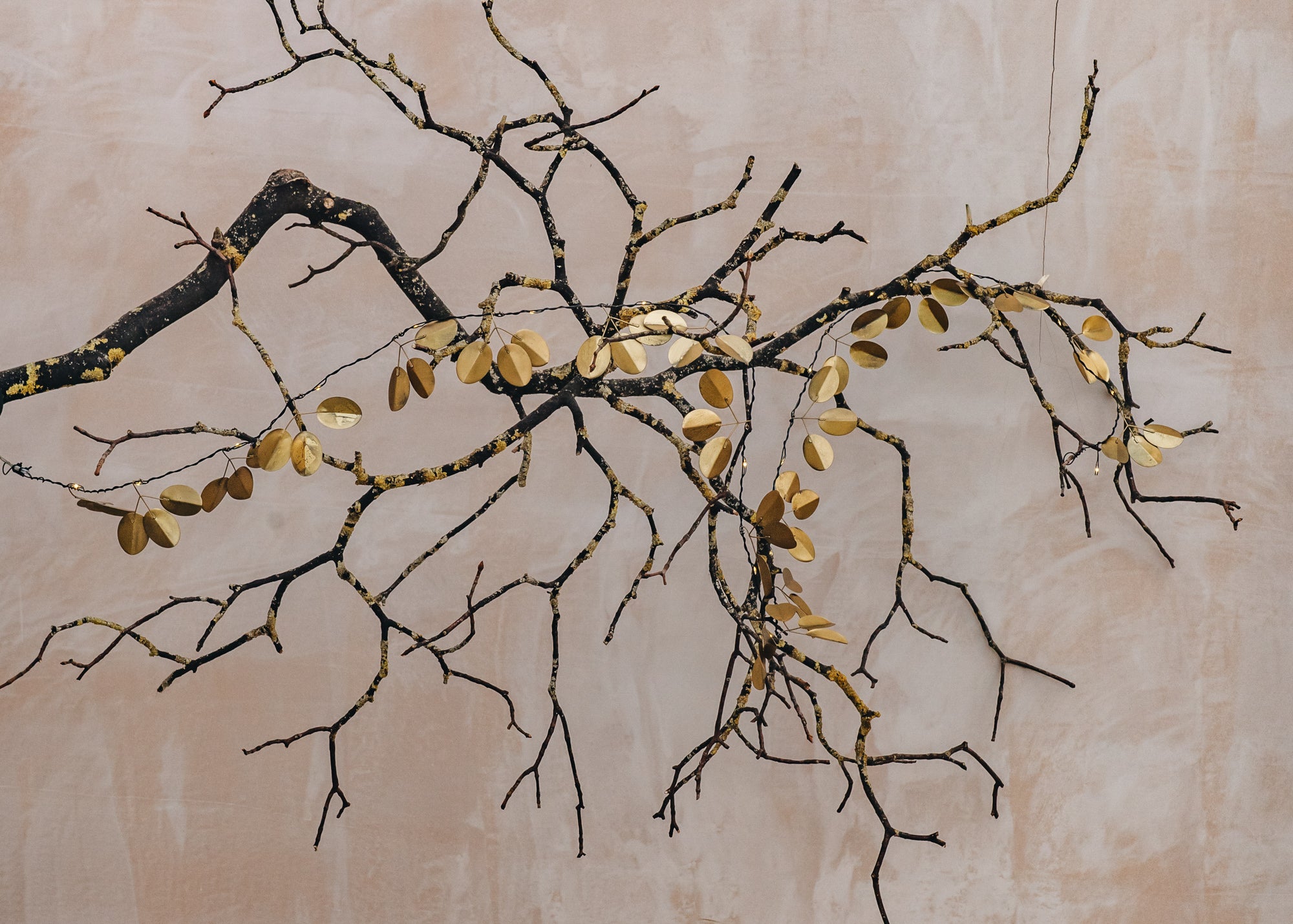 Eucalyptus Gold Lights Christmas Lights Burford Garden Co.