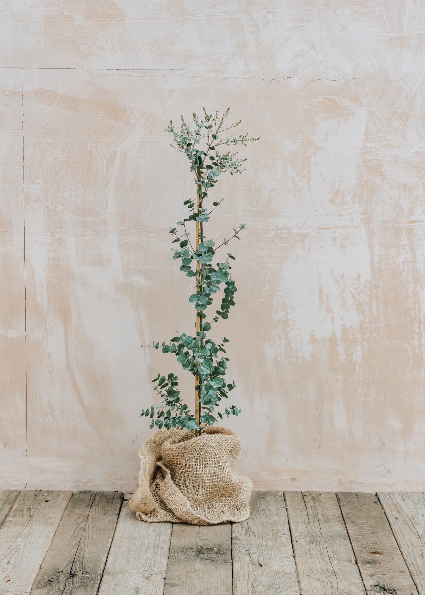 eucalyptus plant uk indoor Eucalyptus gunnii Azure