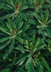 Euphorbia Euphorbia martinii Rudolph