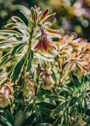 Euphorbia Euphorbia martinii Ascot Rainbow