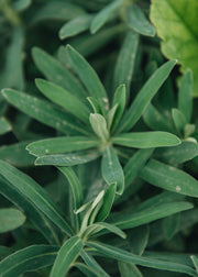 Euphorbia Euphorbia characias wulfenii