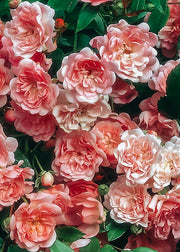 David Austin Roses David Austin Roses - Rosa The Fairy