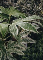 Fatsia Fatsia japonica Spider's Web, 3L