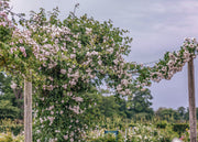 David Austin Roses Rosa Felicite Perpetue