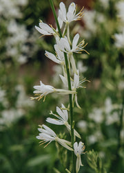 Gaura Gaura Lindheimeri Papillon