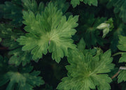 Geranium Geranium Rozanne