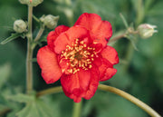 Geum Geum Mrs Bradshaw AGM