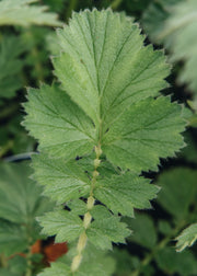 Geum Geum Mrs Bradshaw AGM
