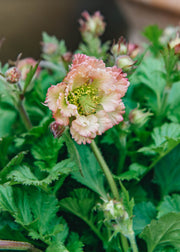 Geum Pink Petticoats