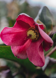 Hellebore Helleborus Ice N Roses Early Red, 4.5L