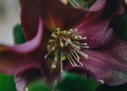 Hellebore Helleborus Ice N Roses Merlot, 4.5L