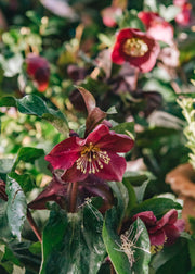Hellebore Helleborus Ice N Roses Red, 2/3L