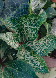 Hellebore Helleborus ericsmithii Molly's White