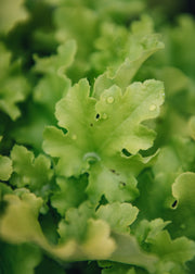 Heuchera Heuchera Lime Marmalade