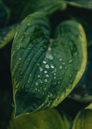 Hosta Hosta Frances Williams