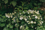 Hydrangea Hydrangea Runaway Bride