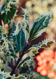 Ilex Ilex Aquifolium Ferox Argentea (Male), 3L