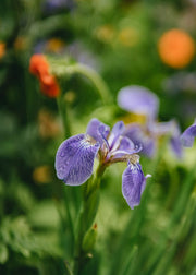 Iris Ribes laurifolium