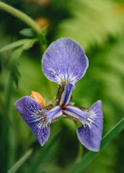 Iris Ribes laurifolium