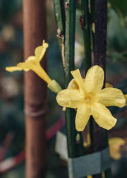 Jasmine Jasminium nudiflorum AGM