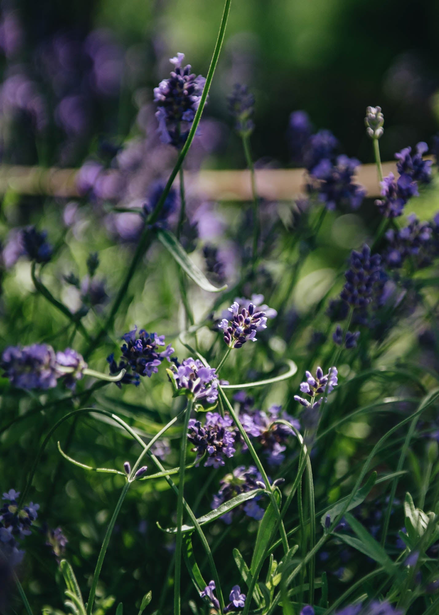 lavender essence plant Lavandula 'Essence Purple' (Hidcote Improved), 2L – Burford Garden Co