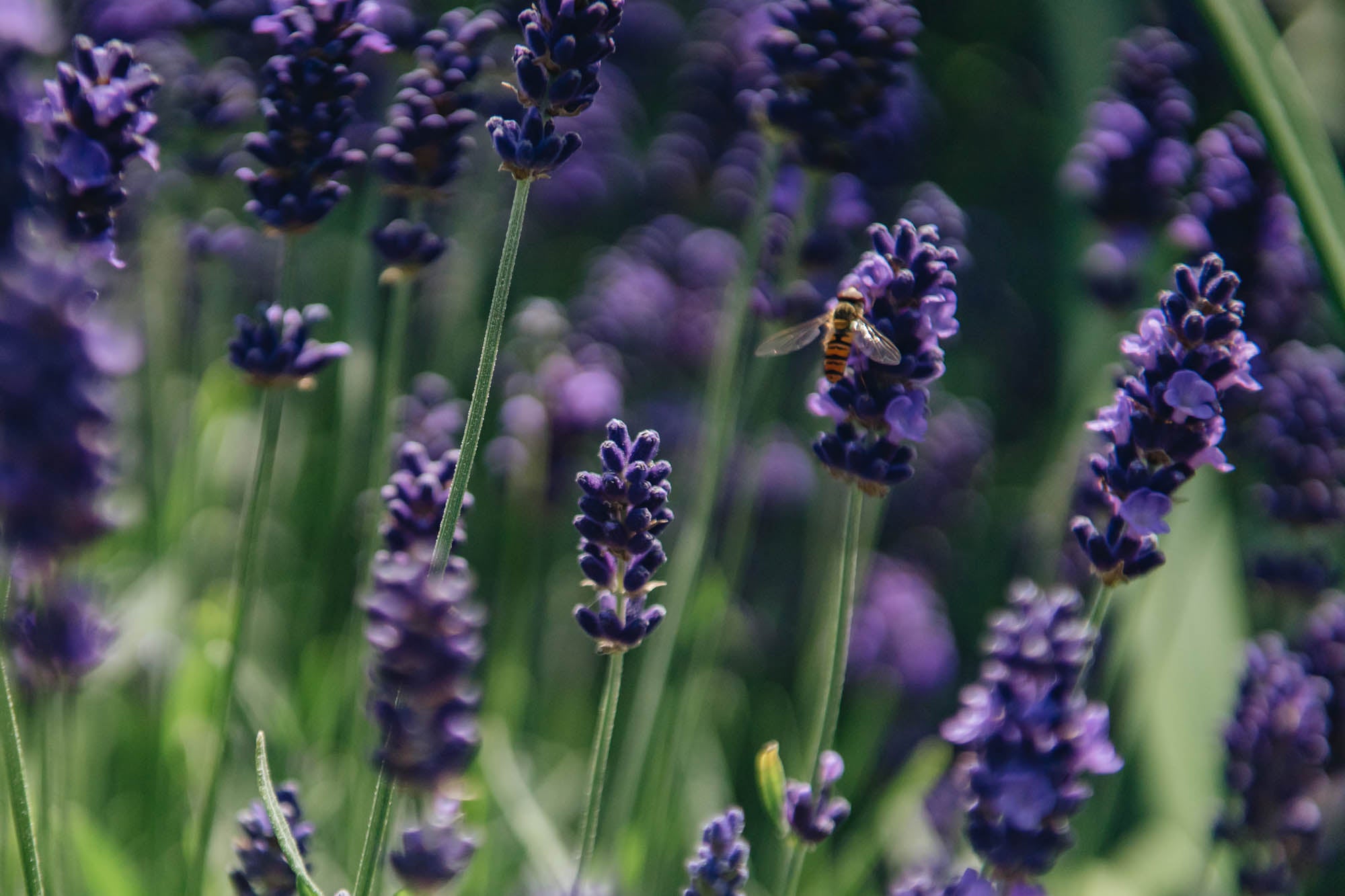 Hidcote Lavender | Lavandula angustifolia Hidcote | Burford Garden Co.