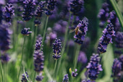 Hidcote Lavender