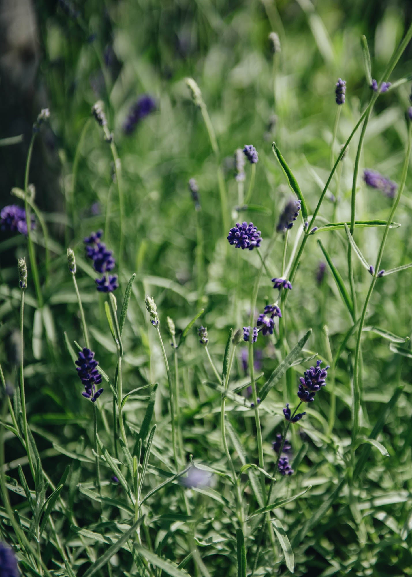 imperial gem lavender plants Lavandula angustifolia 'Imperial Gem', 3L – Burford Garden Co