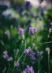 Lavender Lavandula angustifolia Munstead
