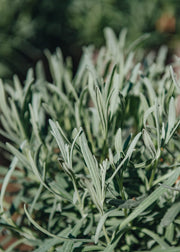 Lavender Lavandula intermedia Vera