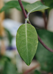 Lonicera Lonicera periclymenum Graham Thomas AGM