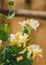 Lonicera Lonicera periclymenum Scentsation