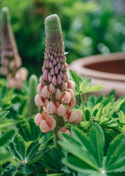 Lupin Lupin Salmon Star