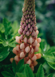 Lupin Lupin Salmon Star