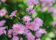 Lychnis Lychnis flos-cuculi Petite Jenny, 2/3L