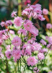 Lychnis Lychnis flos-cuculi Petite Jenny, 2/3L