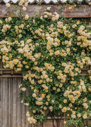 David Austin Roses David Austin Malvern Hills Rose