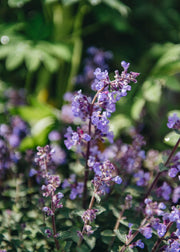 Nepeta Nepeta Purrsian Blue
