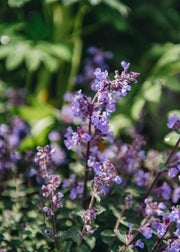 Nepeta Nepeta Purrsian Blue