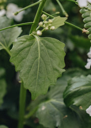 Pachyphragma Pachyphragma macrophyllum