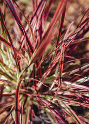 Pennisetum Pennisetum Fireworks, 2/3L
