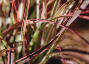 Pennisetum Pennisetum Fireworks, 2/3L