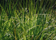 Pennisetum Pennisetum Red Head AGM