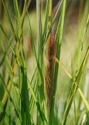 Pennisetum Pennisetum Red Head AGM