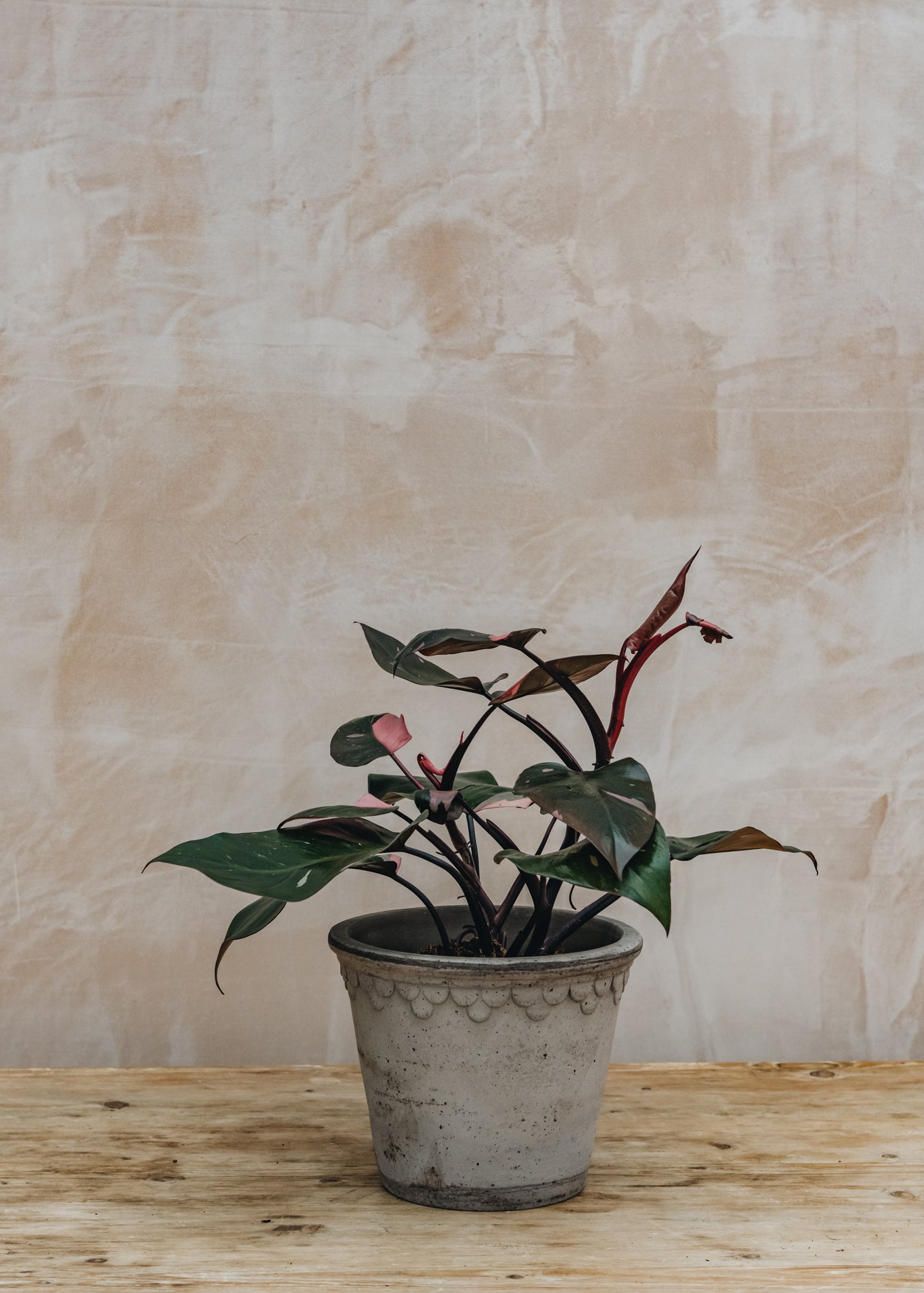 Philodendron erubescens Pink Princess | Houseplants | Burford Garden Co.