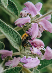 Phlomis Phlomis italica