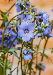 Polemonium Polemonium Bressingham Purple