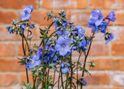 Polemonium Polemonium Bressingham Purple